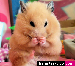 hamstergrooming