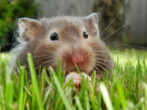 my hamster